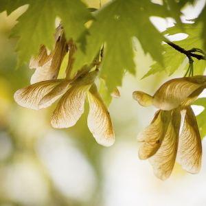 Silver Maple Fruit